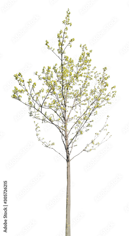 Obraz premium small spring blossoming maple on white