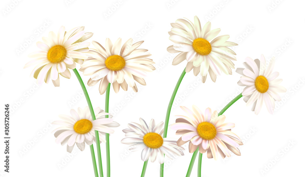 Fototapeta premium Summer poster with daisy flowers isolated. Vector illustration.