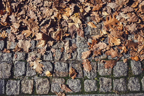 autumn leaves on old paving tiles photo