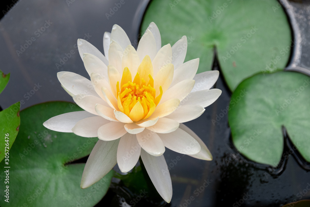 A white water lily in the pond A white water lily in the pond