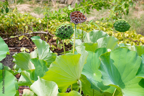 Fotografia Lotus leaves and seed pods