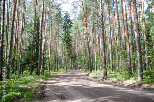 road through the forest in summer in Sunny weather
