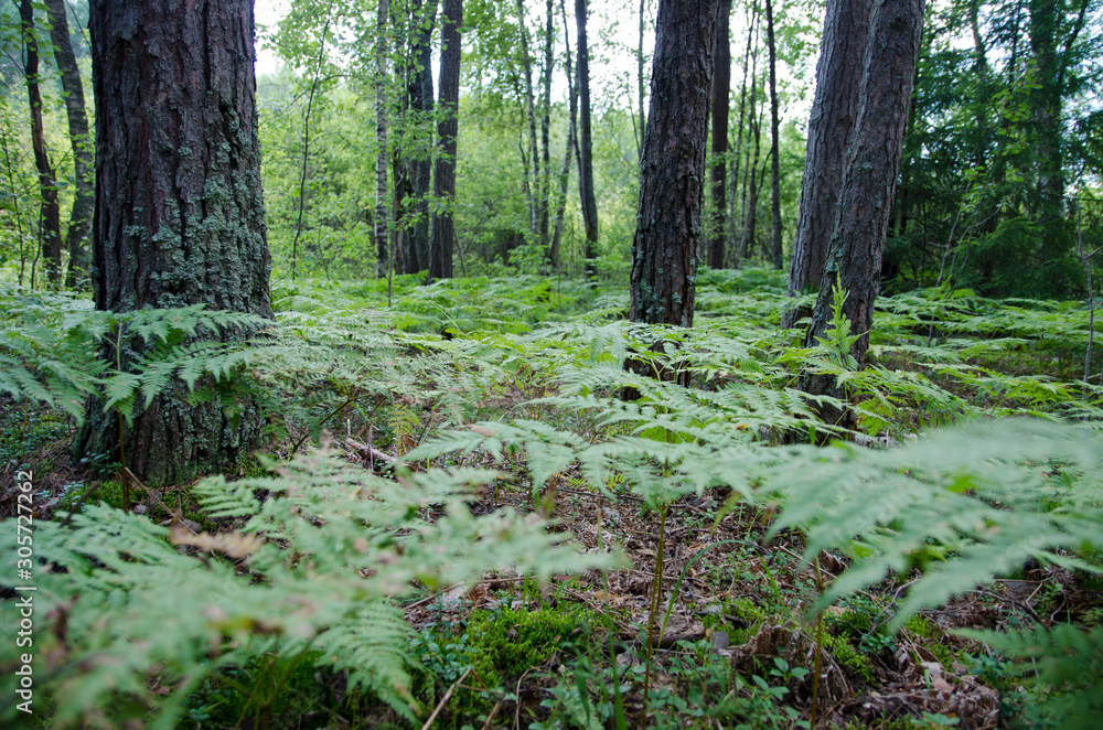 walk through the summer forest in the afternoon walk through the summer forest in the afternoon