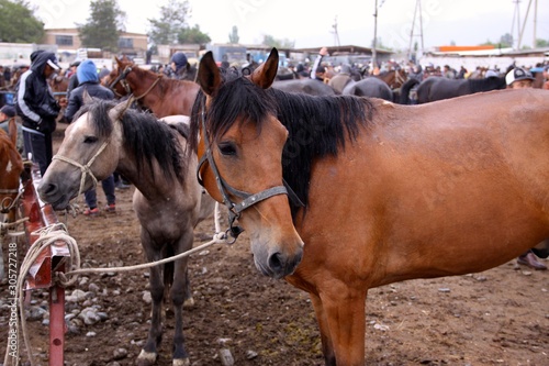 Horse at Karakol livestock market Kyrgyzstan