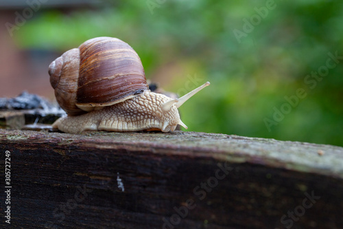 Schnecke Schneckenhaus Makro 