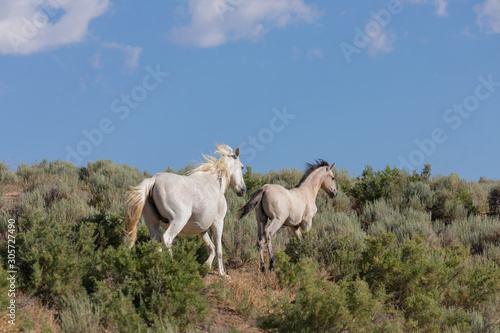 Wild Horse Mare and Foal in Colorado in Summer