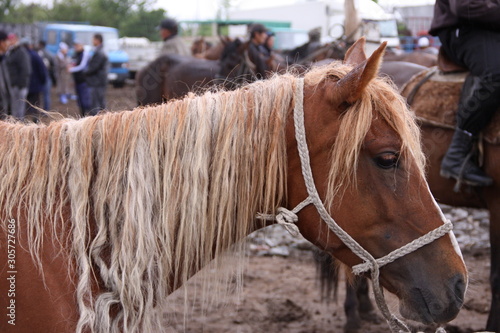 Horse at Karakol livestock market Kyrgyzstan