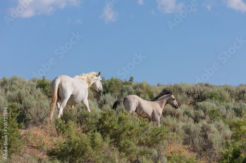 Fototapeta Naklejka Na Ścianę i Meble -  Wild Horse Mare and Foal in Colorado in Summer