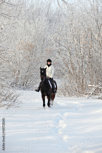 Beauty female rider and horse in the winter open air