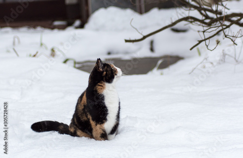 Katze spielt im Schnee (Julie) © Ana de Medeiros