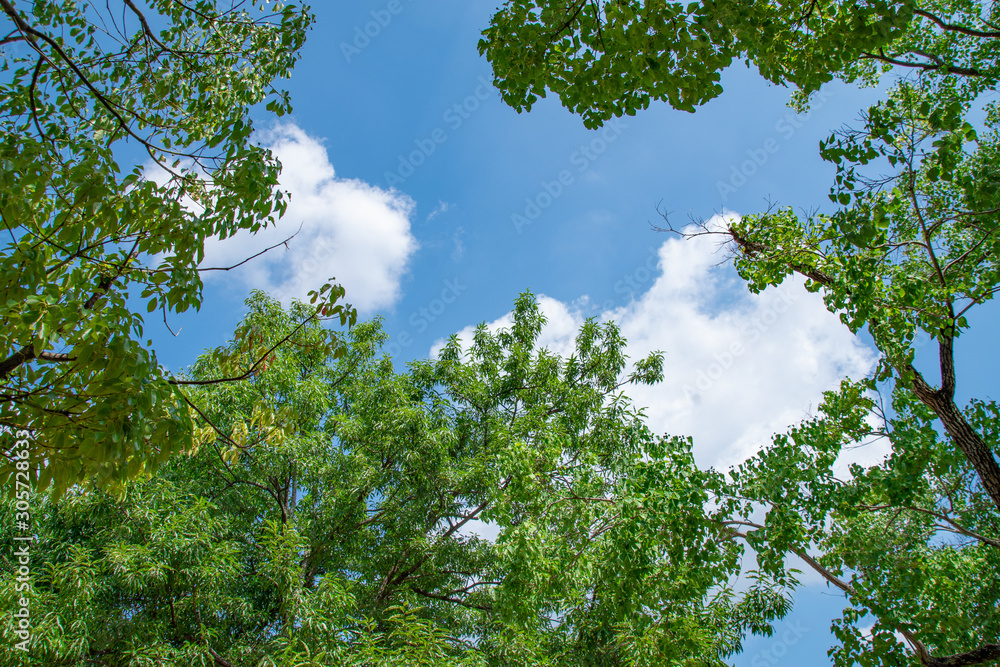 Look up into the sky in the woods Look up into the sky in the woods