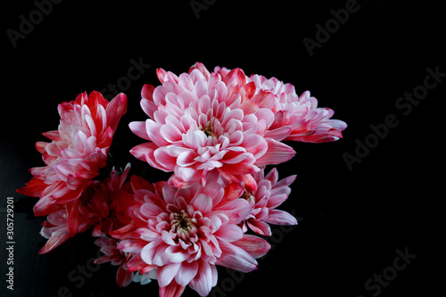 Chrysanthemum pink