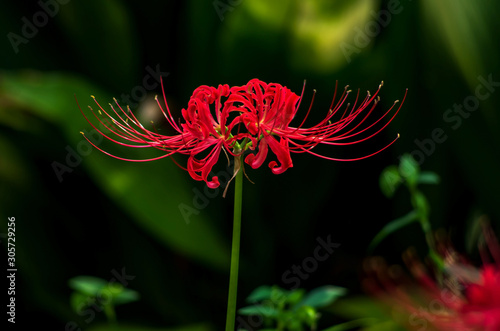 lycoris　曼殊沙華　ヒガンバナ