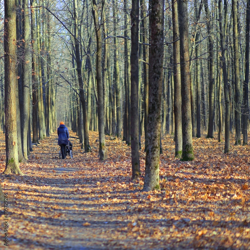 Walk through the autumn Sunny forest