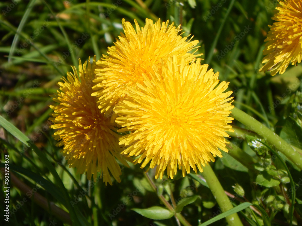 Yellow blooming dandelion in the green grass with sunlight and summer mood Yellow blooming dandelion in the green grass with sunlight and summer mood