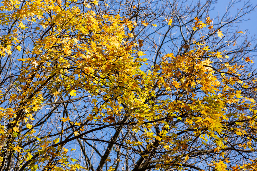 tree branches with yellow autumn leaves against the blue sky tree branches with yellow autumn leaves against the blue sky