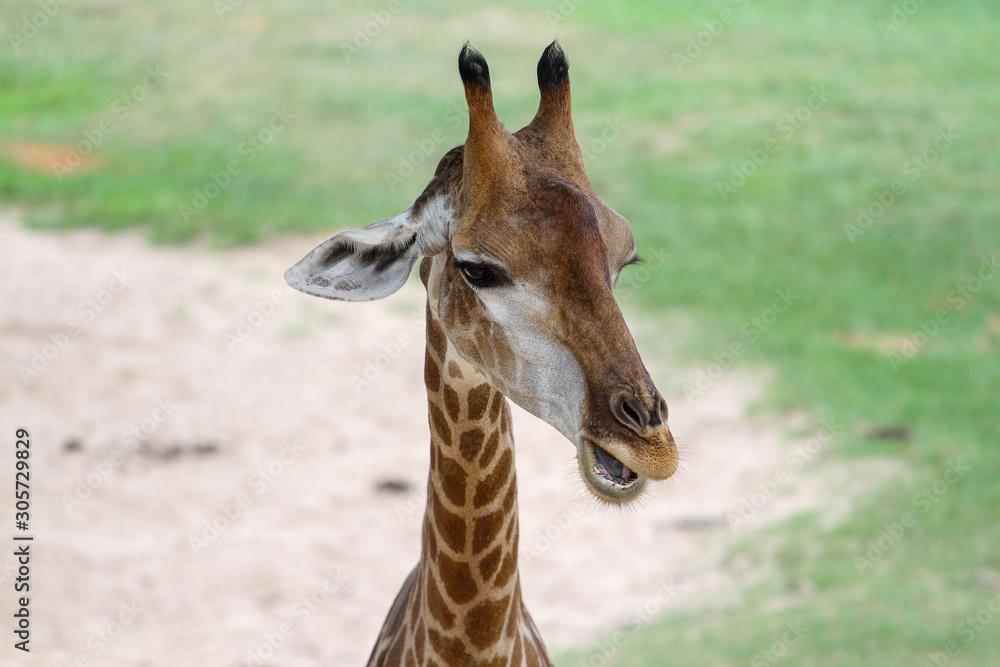 Obraz premium Close up head giraffe in the garden at thailand