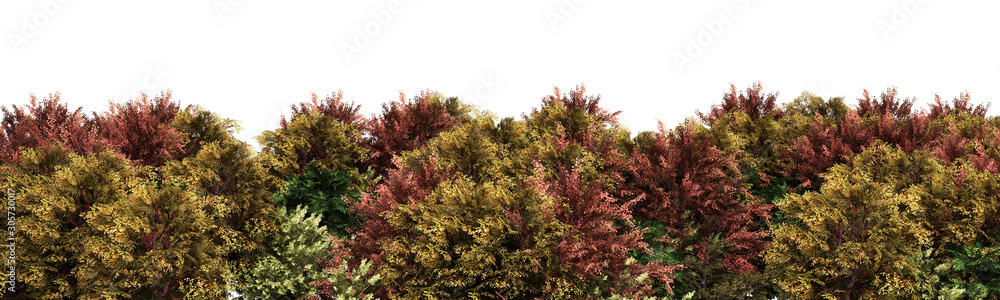 Green trees isolated on white background Forest and foliage in autumn 3d render Green trees isolated on white background Forest and foliage in autumn 3d render