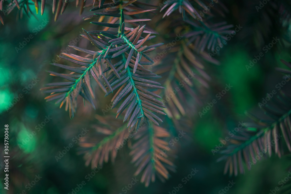 Beautiful fresh colorful natural christmas tree with beautiful light, fir branches Beautiful fresh colorful natural christmas tree with beautiful light, fir branches