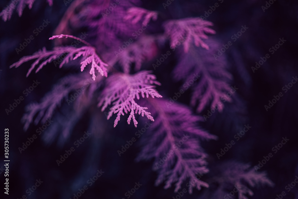 Tui branches with pink lighting