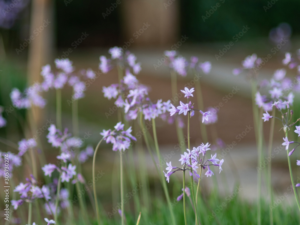 Obraz premium flowers and natural green background bokeh 