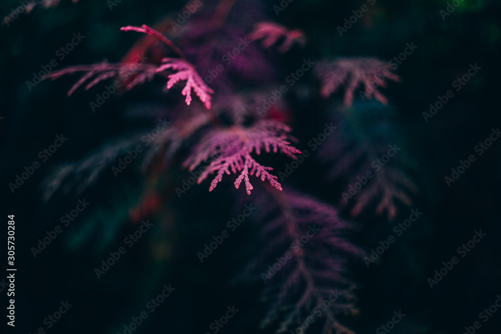 Tui branches with pink lighting