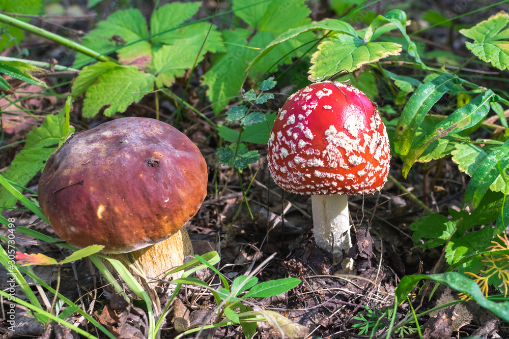 Amanita and porcini mushroom stand nearby in a forest in green grass Amanita and porcini mushroom stand nearby in a forest in green grass