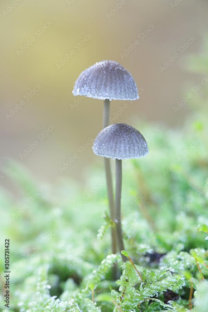 Mycena erubescens, known as bitter mycena, growing on mossy oak trunk in Finland Mycena erubescens, known as bitter mycena, growing on mossy oak trunk in Finland