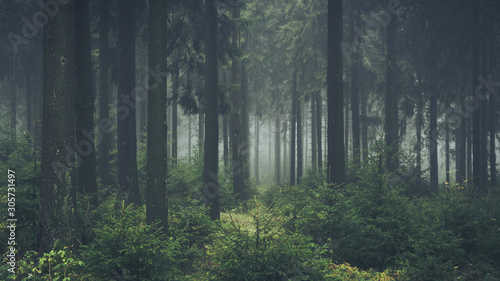 green foggy forest