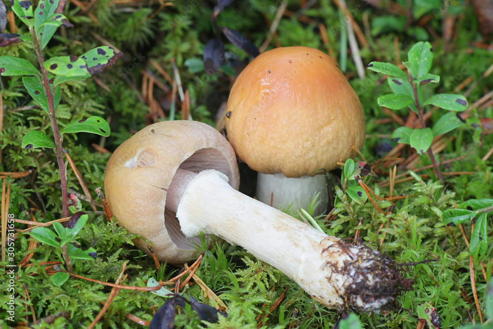 Cortinarius caperatus, known as the gypsy mushroom, wild edible mushrooms from Finland Cortinarius caperatus, known as the gypsy mushroom, wild edible mushrooms from Finland
