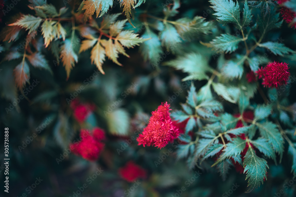 Colorful blooming astilbe in summer garden Colorful blooming astilbe in summer garden