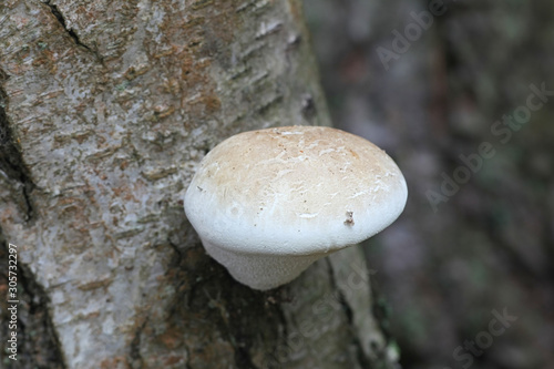 Fomitopsis betulina (Piptoporus betulinus), known as the birch polypore, birch bracket, or razor strop, a traditional medicinal fungus from Finland
