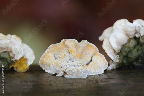 Skeletocutis amorpha, known as rusty crust, a poroid fungus from Finland