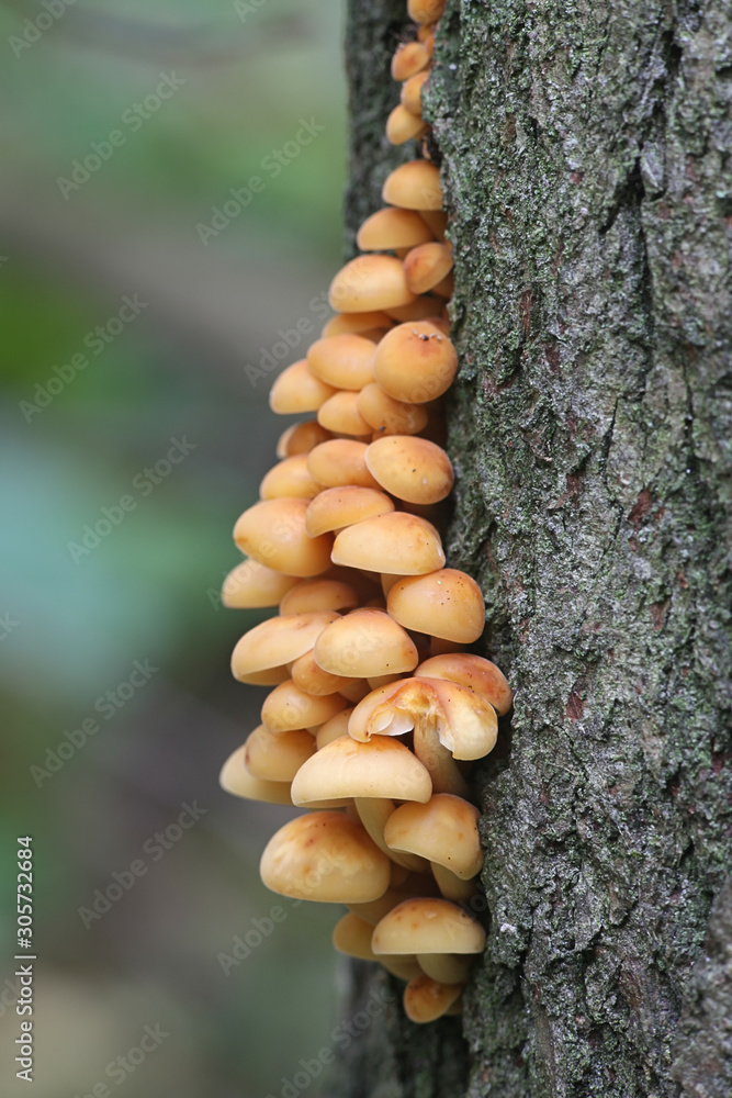 Flammulina velutipes, known as seafood mushroom, winter mushroom, winter fungus, velvet foot, velvet stem or velvet shank, growing wild in Finland Flammulina velutipes, known as seafood mushroom, winter mushroom, winter fungus, velvet foot, velvet stem or velvet shank, growing wild in Finland