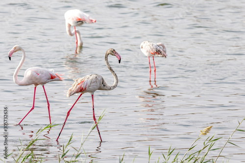 Great flamingos in the pond at Al Wathba Wetland Reserve in Abu Dhabi  UAE 