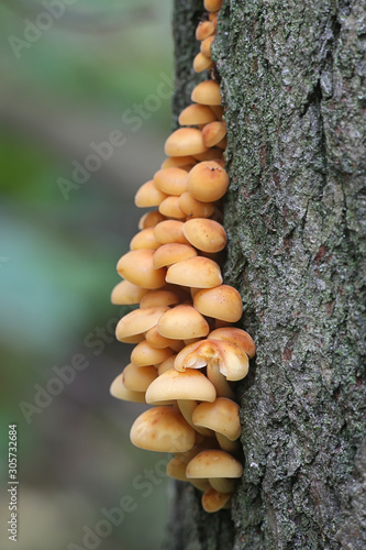 Flammulina velutipes, known as seafood mushroom, winter mushroom, winter fungus, velvet foot, velvet stem or velvet shank, growing wild in Finland