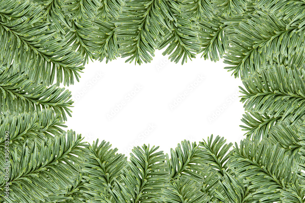 Christmas evergreen fir tree border, isolated on white background