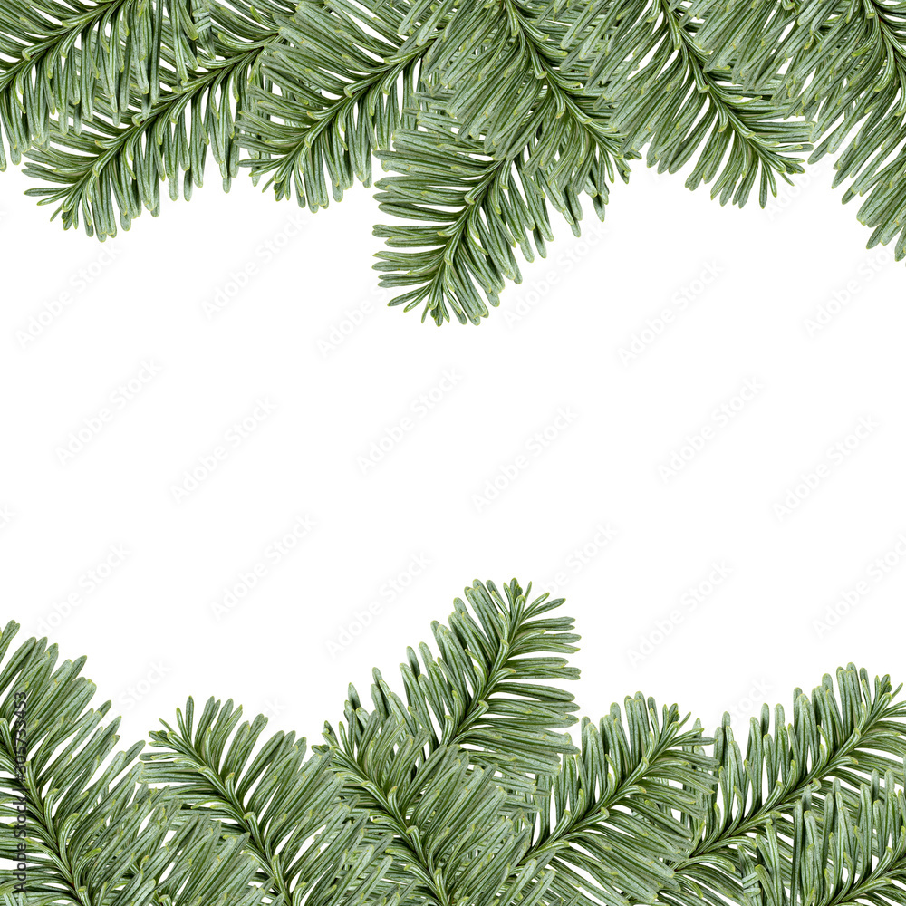 Christmas evergreen fir tree border, isolated on white background