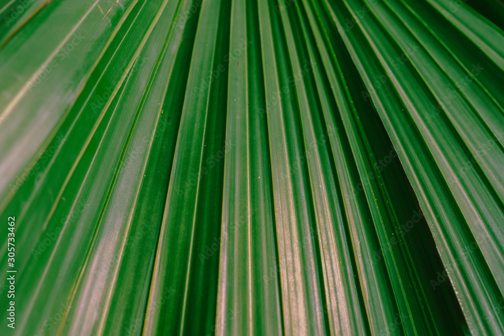 Green leaf of a palm tree Green leaf of a palm tree