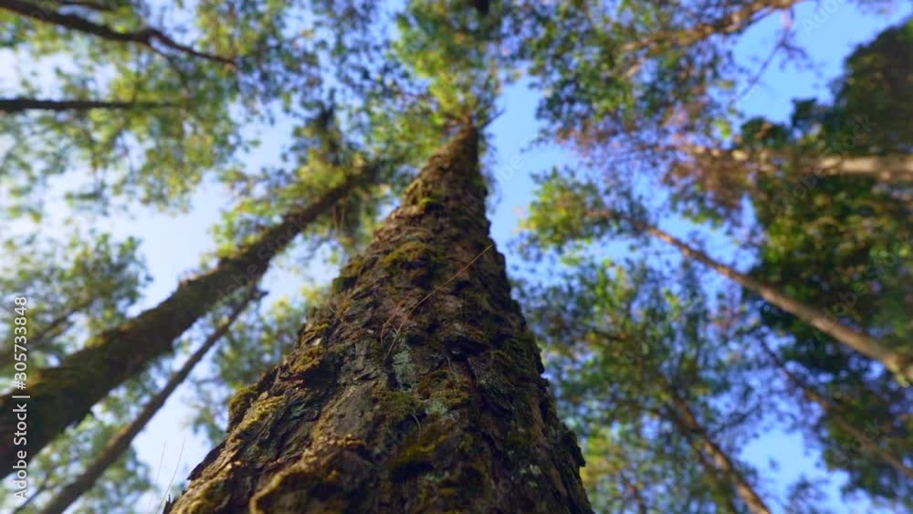 Morning pine forest - Green forest beautiful nature Morning pine forest - Green forest beautiful nature