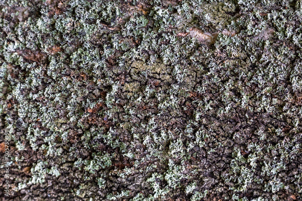 The bark of an old tree, background The bark of an old tree, background