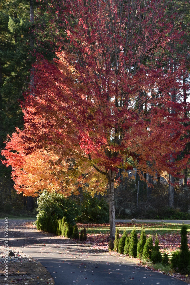 Naklejka premium Golden Day