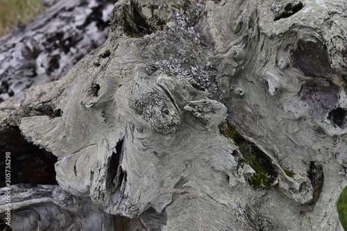 Aged Driftwood