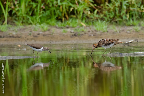 The common snipe (Gallinago gallinago)