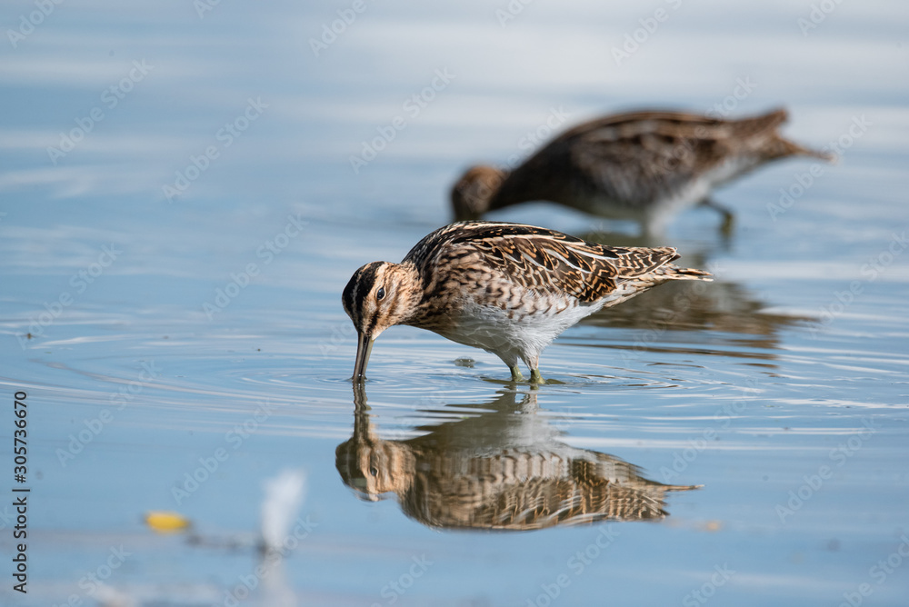 The common snipe (Gallinago gallinago) The common snipe (Gallinago gallinago)