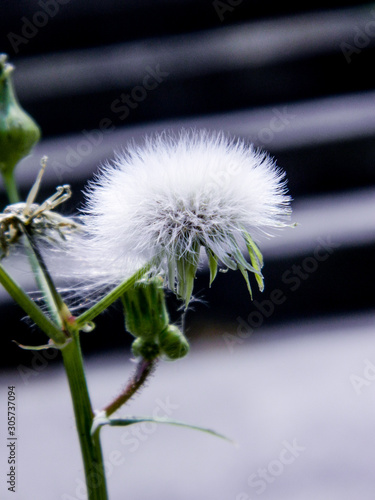 dandelion on black background