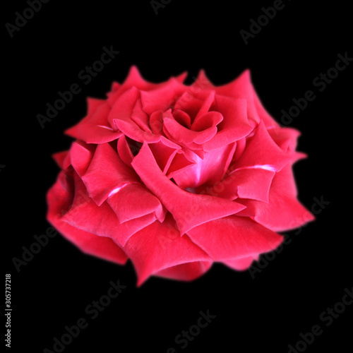 Bright pink rose isolated on a black background