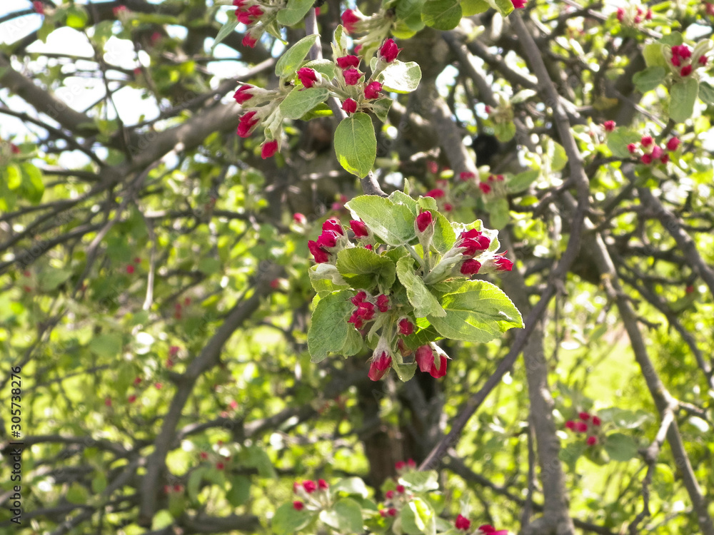 Close up of red, wild apple tree flowers. Flowering trees - waking up nature.