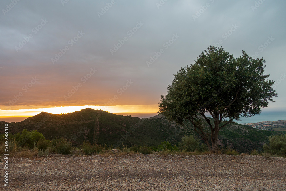 Fototapeta premium Sunrise in the desert of the palms of Benicassim