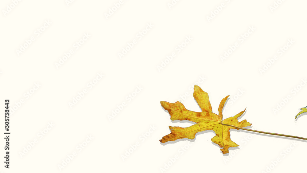 plane tree leaf plane tree leaf